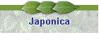 Japonica