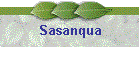 Sasanqua